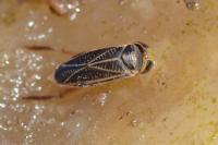 Sigara hellensii