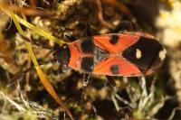 Horvathiolus superbus