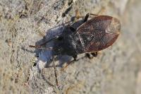 Drymus brunneus
