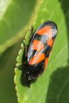 Cercopis vulnerata
