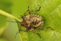 Pentatoma rufipes