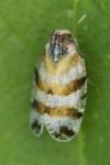 Tachycixius venustulus