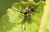 Coreus marginatus