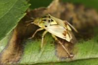 Lygus pratensis
