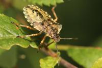 Pentatoma rufipes