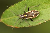 Capsodes sulcatus