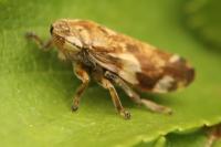 Philaenus spumarius