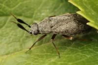 Heterocordylus