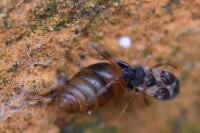 Scolopostethus affinis