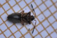Scolopostethus affinis