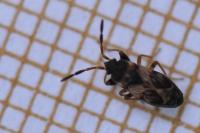 Scolopostethus affinis