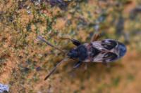Scolopostethus affinis