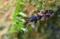 Scolopostethus affinis