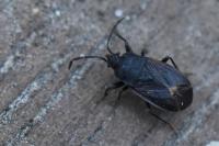 Drymus ryeii