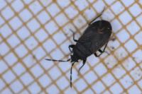 Drymus ryeii