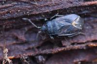 Drymus ryeii