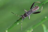 Camptopus lateralis