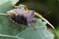 Pentatoma rufipes