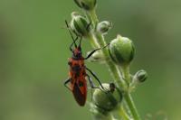 Corizus hyoscyami