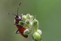 Corizus hyoscyami
