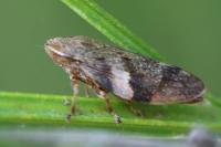 Aphrophora alni