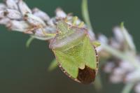 Palomena prasina