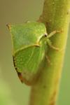 Stictocephala alta
