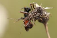 Rhynocoris erythropus