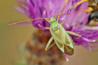 Adelphocoris lineolatus