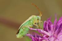 Adelphocoris lineolatus