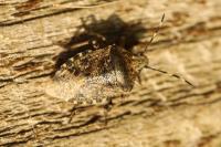 Rhaphigaster nebulosa