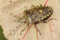 Rhaphigaster nebulosa