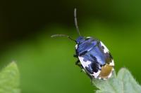 Tritomegas bicolor