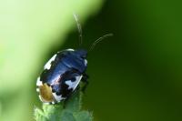 Tritomegas bicolor