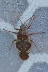 Physatocheila dumetorum