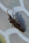Physatocheila dumetorum
