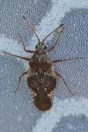 Physatocheila dumetorum