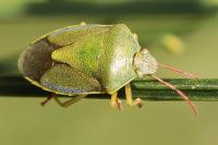Piezodorus lituratus