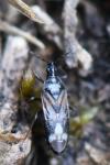 Anthocoris