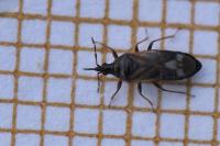 Anthocoris