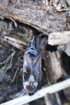Anthocoris
