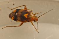 Liocoris tripustulatus