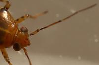 Liocoris tripustulatus