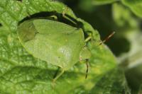 Nezara viridula