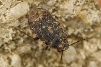 Ochetostethus