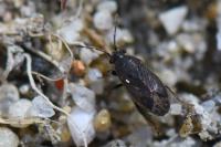 Stygnocoris fuligineus