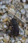 Stygnocoris fuligineus