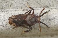 Asiraca clavicornis