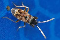 Scolopostethus