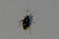 Liocoris tripustulatus